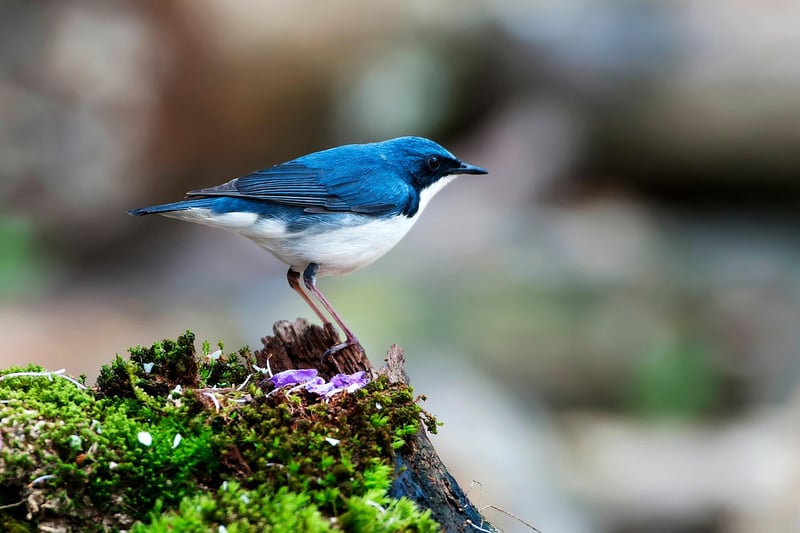 Bird Watching in Safari