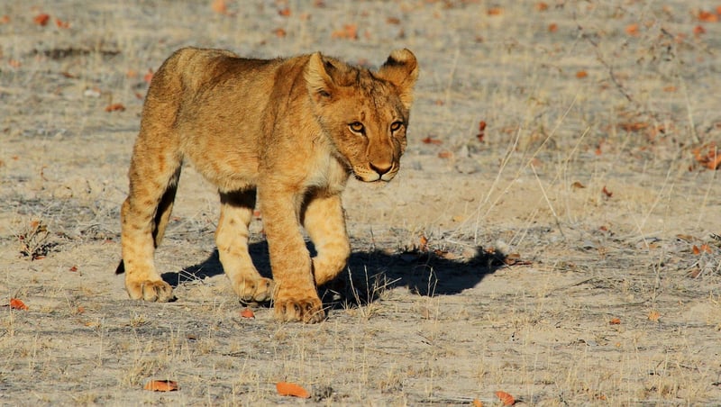 Lion in Safari